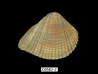 藏品(簾蛤)的圖片